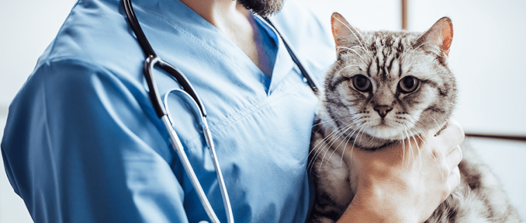 Acné du chat